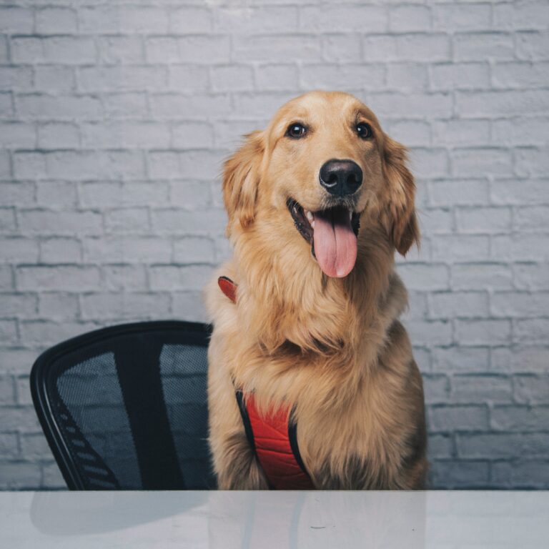 Smiling Golden Retriever Dog